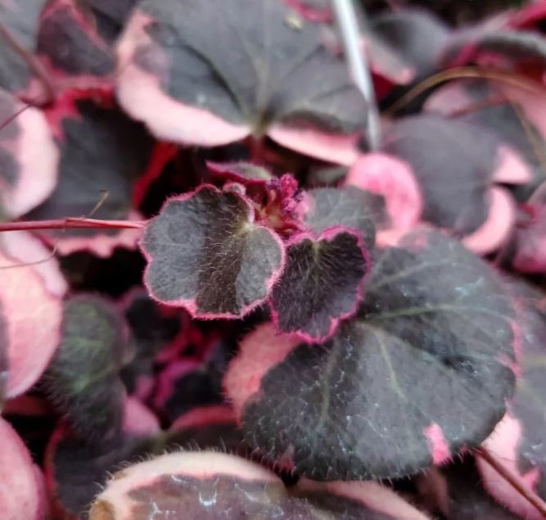Strawberry Variegated Begonia Starter Plant ALL Starter Plants REQUIRE You to Purchase 2 plants image 4