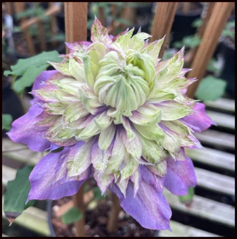 FREE SHIPPING - Multicolor Clematis Diamantina Double Vine Starter ...