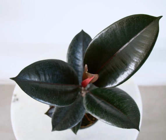 healthy zz plant ZZ Plant  Hey Rooted