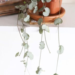 Silver String of Hearts Starter Plants (ALL Starter Plants REQUIRE You to Purchase 2 plants)