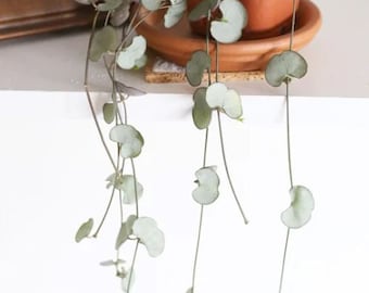 Silver String of Hearts Starter Plants (ALL Starter Plants REQUIRE You to Purchase 2 plants)