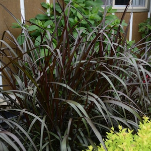 LAST CHANCE SALE - Black Majestic Fountain Grass Free Shipping
