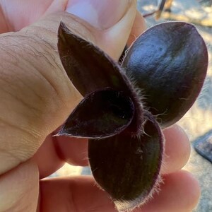 Unknown Black Tradescantia ALL Starter Plants REQUIRE You to Purchase 2 plants PRE-Order Shipping July 25th Limited Supply image 2