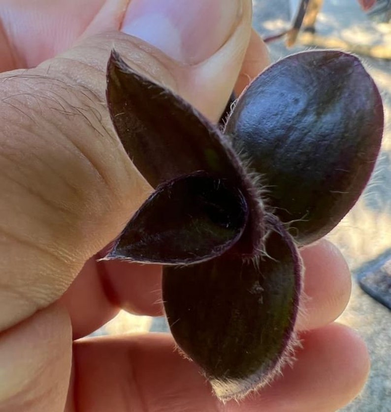 Unknown Black Tradescantia ALL Starter Plants REQUIRE You to Purchase 2 plants PRE-Order Shipping July 25th Limited Supply image 2