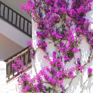 Purple Bougainvillea Vine Starter Plant (ALL Starter Plants REQUIRE You to Purchase 2 plants)