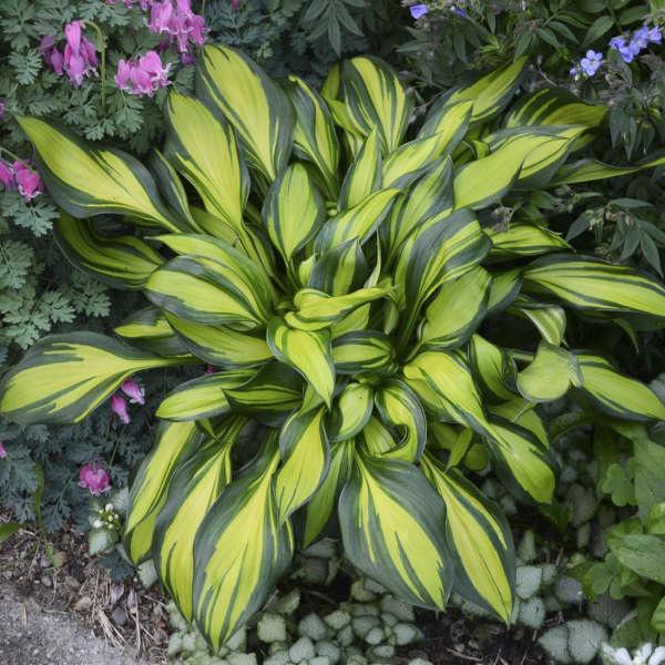 FREE SHIPPING - 3 Pack - Mixed Hosta - Etsy