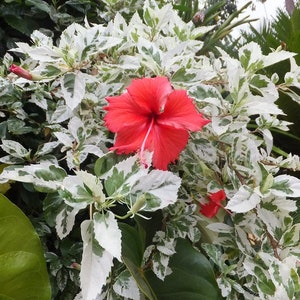 Snow Queen Variegated Hibiscus Flower Plug Starter Plant (ALL Starter Plants REQUIRE You to Purchase 2 plants)