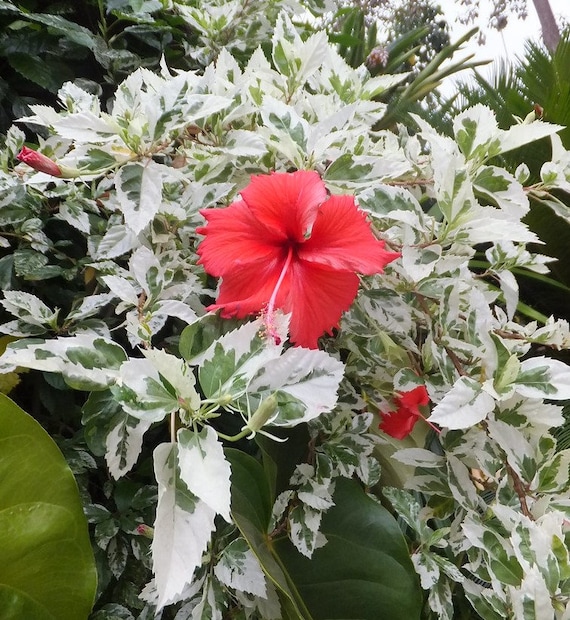 Variegated hibiscus deals