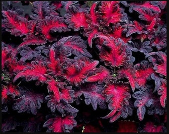 Plante de démarrage Black Dragon Coleus (TOUTES les plantes de démarrage nécessitent l'achat de 2 plantes)