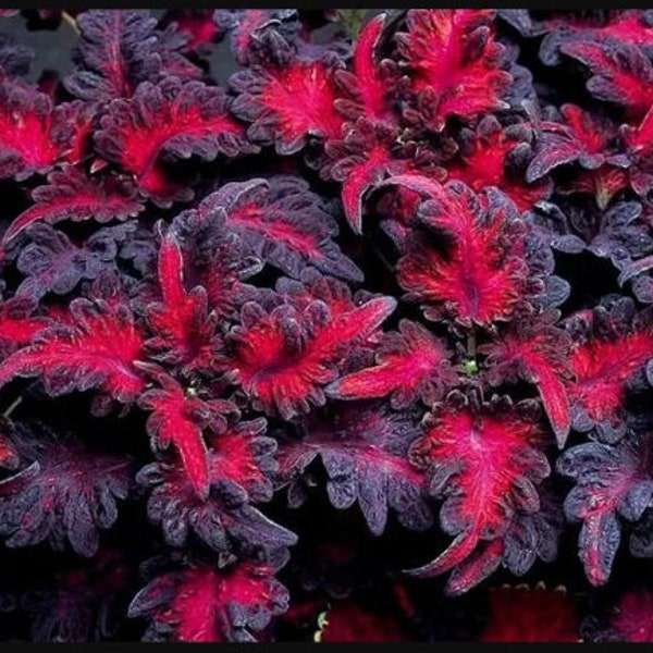 FREE SHIPPING - Black Dragon Coleus