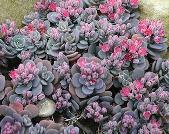 Blue Elf Sedum Starter Plant