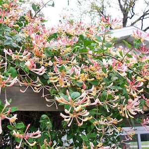 May include: A pink and yellow honeysuckle vine growing over a wooden trellis. The vine is in full bloom with many flowers.