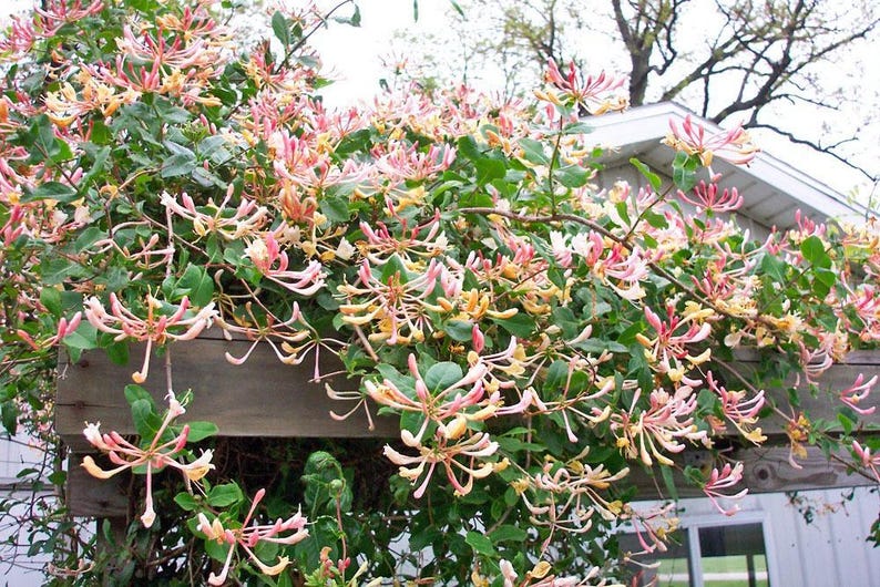 May include: A pink and yellow honeysuckle vine growing over a wooden trellis. The vine is in full bloom with many flowers.