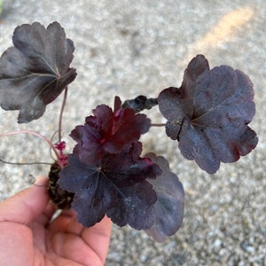 Black Obsidian Heuchera Starter Plant ALL Starter Plants REQUIRE You to Purchase 2 plants image 2