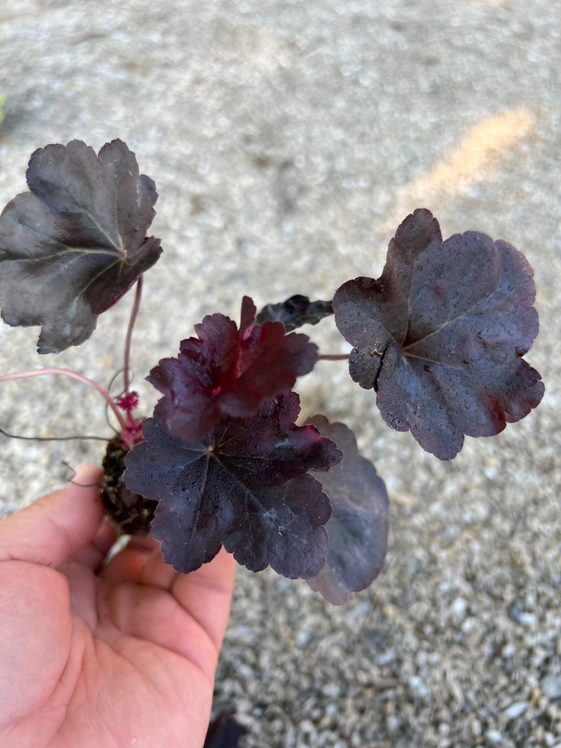 Black Obsidian Heuchera Starter Plant ALL Starter Plants REQUIRE You to Purchase 2 plants image 2