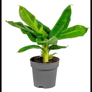 Cold Hardy Banana Tree Musa Starter Plant ppp ALL Starter Plants REQUIRE You to Purchase 2 plants image 3