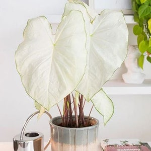 Florida Moonlight Caladium Bulbs Live Plant (ALL Starter Plants REQUIRE You to Purchase 2 plants)