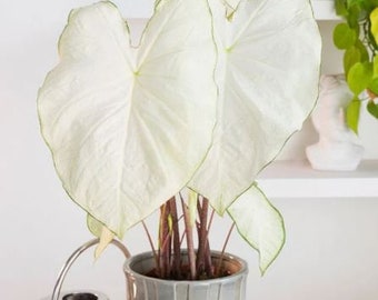 Florida Moonlight Caladium Bulbs Live Plant (ALL Starter Plants REQUIRE You to Purchase 2 plants)