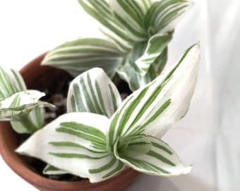 Tradescantia White Stripes Starter Plant (ALL Starter Plants REQUIRE You to Purchase 2 plants)
