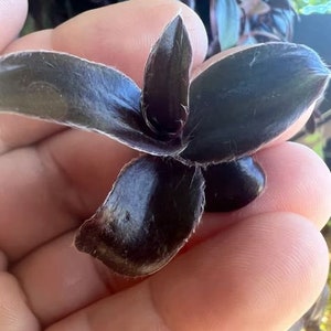 Unknown Black Tradescantia (ALL Starter Plants REQUIRE You to Purchase 2 plants) PRE-Order Shipping July 25th Limited Supply