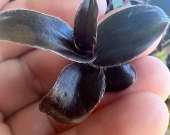 Unknown Black Tradescantia (ALL Starter Plants REQUIRE You to Purchase 2 plants) PRE-Order Shipping July 25th Limited Supply