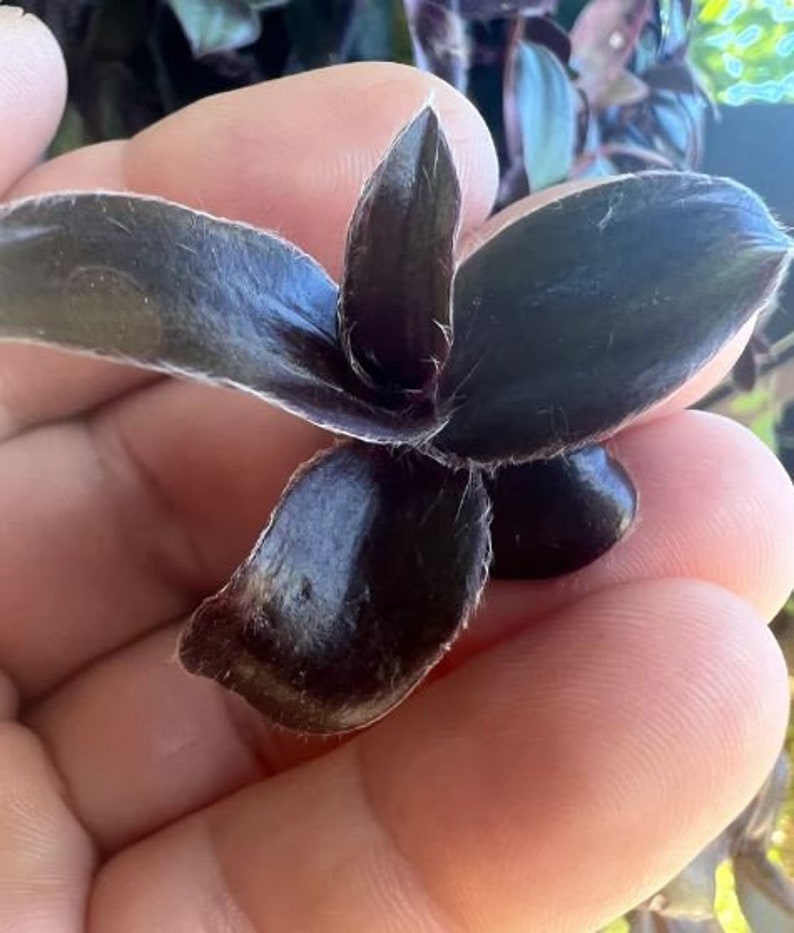 Unknown Black Tradescantia ALL Starter Plants REQUIRE You to Purchase 2 plants PRE-Order Shipping July 25th Limited Supply image 1