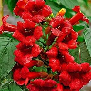 Red Trumpet Vine Starter Plant (ALL Starter Plants REQUIRE You to Purchase 2 plants)