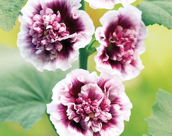 Creme de Cassis Double Hollyhock Flower Plug Starter Plant (ALL Starter Plants REQUIRE You to Purchase 2 plants)