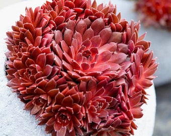 Royal Ruby Hen and Chicks succulents (ALL Starter Plants REQUIRE You to Purchase 2 plants)  Shipping begins Jan 30 on this item