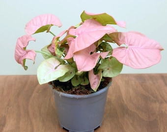 Rare Syngonium Neon Starter Plant ppp Pink Strawberry Princess (ALL Starter Plants REQUIRE You to Purchase 2 plants)