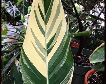 Stuttgart Variegated Canna Lily Large Bulbs Live Plant (ALL Starter Plants REQUIRE You to Purchase 2 plants)