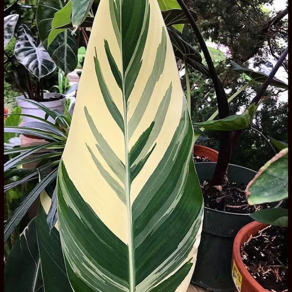 Stuttgart Variegated Canna Lily Large Bulbs Live Plant (ALL Starter Plants REQUIRE You to Purchase 2 plants)