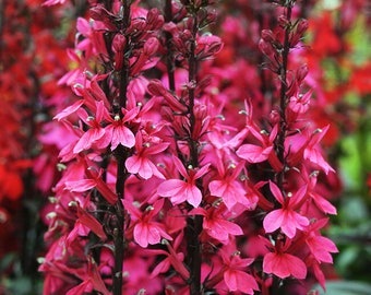 Pink Rose Cardinal Flower Starter Plant (ALL Starter Plants REQUIRE You to Purchase 2 plants) ppp