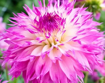 Dahlia Pinelands Princess Live Starter Plant (ALL Starter Plants REQUIRE You to Purchase 2 plants) Bi-tone Flowers DINNER Plate