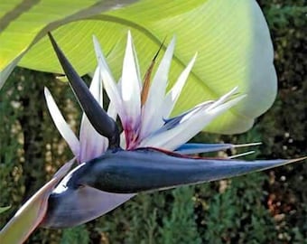 FREE SHIPPING - White Bird of Paradise Houseplant