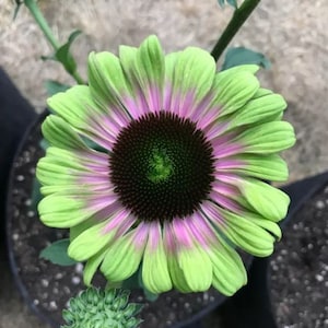 Presale Echinacea Green Twister Live Starter Plant (ALL Starter Plants REQUIRE You to Purchase 2 plants) Bi-tone Flowers (ships in May)