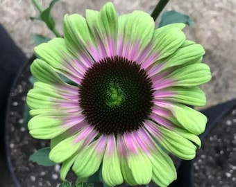 Echinacea Green Twister Live Starter Plant (ALL Starter Plants REQUIRE You to Purchase 2 plants) Bi-tone Flowers (ships in May)