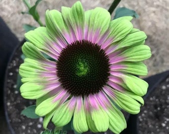 FREE SHIPPING - Echinacea Green Twister Coneflower