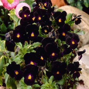 May include: A cluster of dark purple and black pansy flowers with yellow centers and purple accents. The pansies are surrounded by green foliage and other flowers in the background. The image is a close-up shot of the flowers.