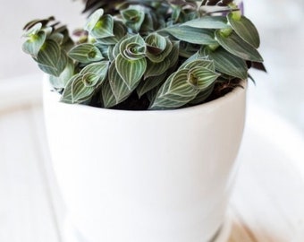 Puppy Ears Variegated Starter Plant Tradescantia (ALL Starter Plants REQUIRE You to Purchase 2 plants)