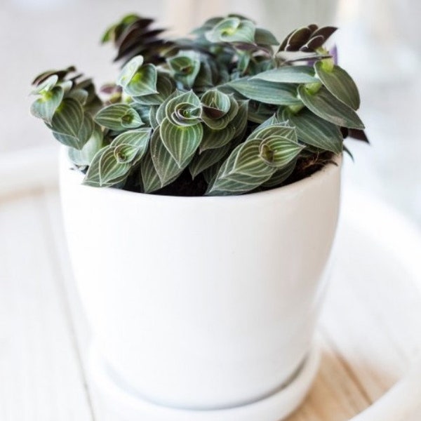 Puppy Ears Variegated Starter Plant Tradescantia (ALL Starter Plants REQUIRE You to Purchase 2 plants)