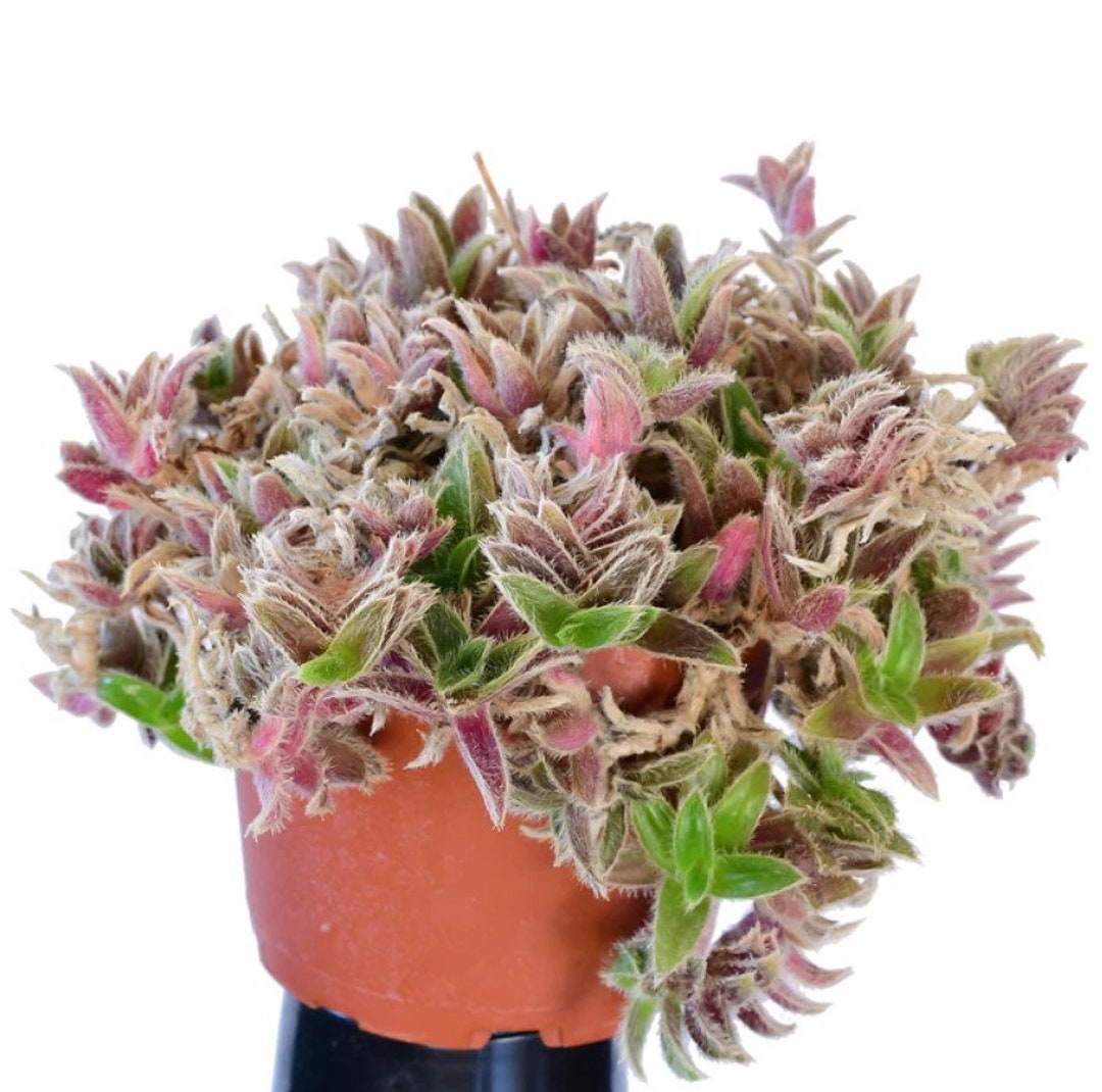 Fuzzy Kittens Ears Tradescantia Starter Plant Ppp ALL Starter Plants