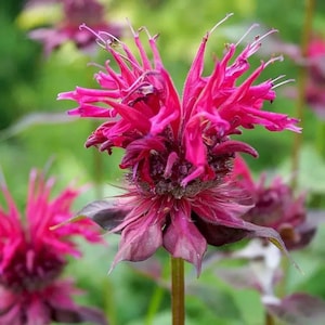 May include: Close-up of a vibrant pink flower with spiky petals and a dark center. The flower is in full bloom, showcasing its intricate details against a blurred green background. The flower's stem is visible, adding to the natural aesthetic.