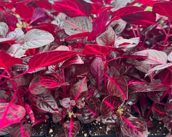 FREE SHIPPING - RED Bloodleaf Iresine Starter Plant Black plants