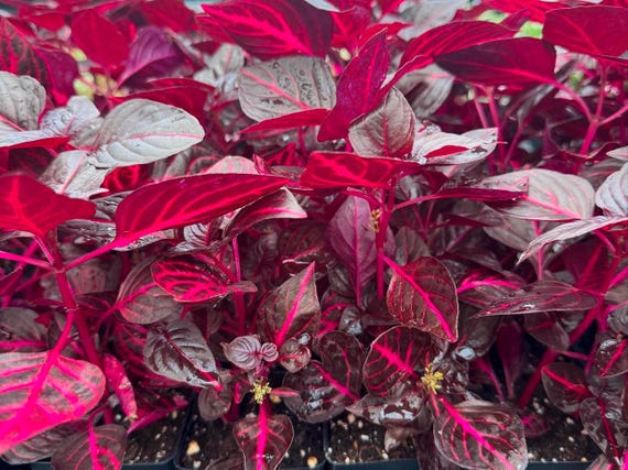 FREE SHIPPING - RED Bloodleaf Iresine Starter Plant Black Plants - Etsy