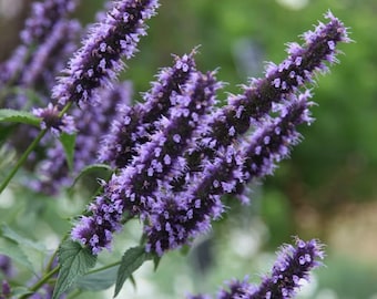 Agastache Black Adder Flowers Starter Plant (ALL Starter Plants REQUIRE You to Purchase 2 plants)