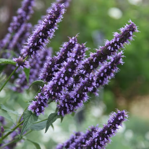 Agastache Black Adder Flowers Starter Plant (ALL Starter Plants REQUIRE You to Purchase 2 plants)