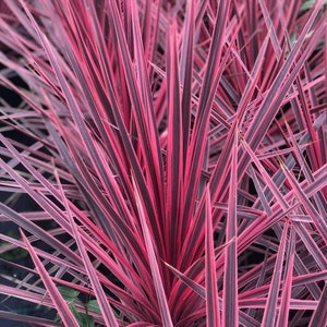 May include: Close-up of a vibrant pink and purple plant with long, thin leaves. The leaves are arranged in a radial pattern, creating a striking visual effect.