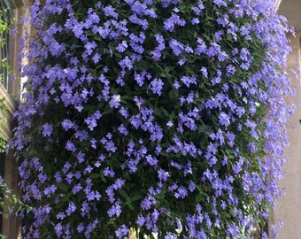 Blue Violet Primrose Starter Plant (ALL Starter Plants REQUIRE You to Purchase 2 plants) African Violet
