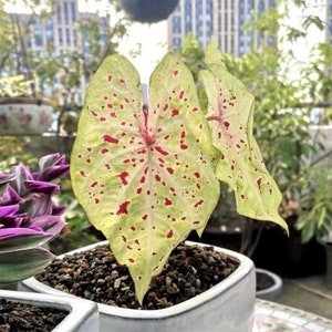 Miss Muffet Caladium Bulbs Live Plants (ALL Starter Plants REQUIRE You to Purchase 2 plants)